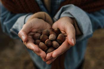 Coltivazione nocciole - Coltivazione nocciole - Foto di Arina Krasnikova: https://www.pexels.com/it-it/foto/persona-mani-tenendo-nocciole-7351105/ pexels 