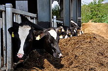Foto di sacratomato_hr - Moo